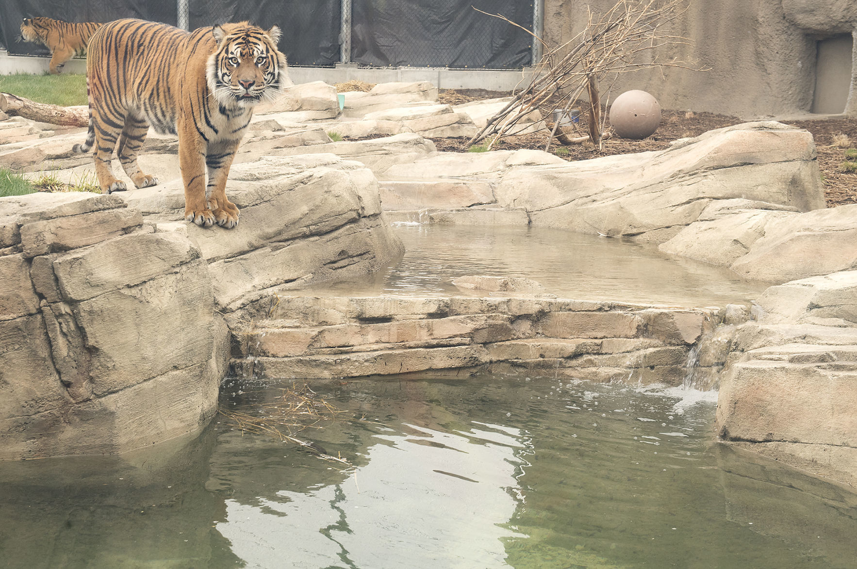 Lincoln Children's Zoo tigers